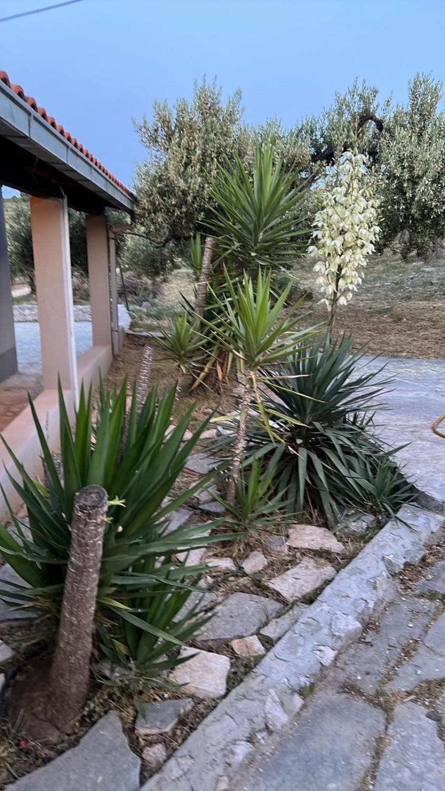 Maslina House Βίλα Sutivan Εξωτερικό φωτογραφία